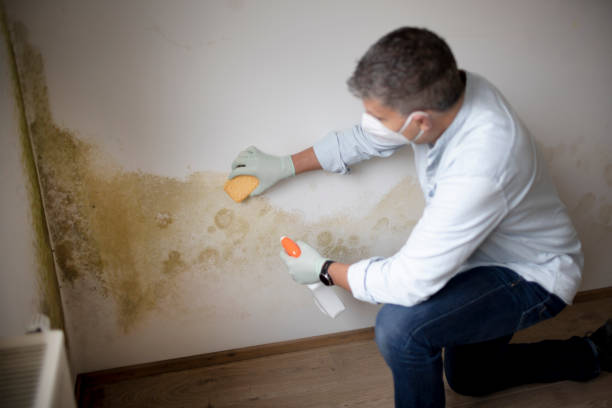 Reliable Lutz, FL Mold Removal Solutions